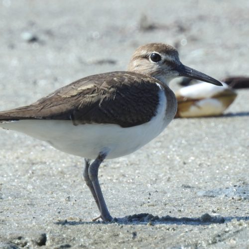 Actitis hypoleucos_Common Sandpiper_Trinil Pantai