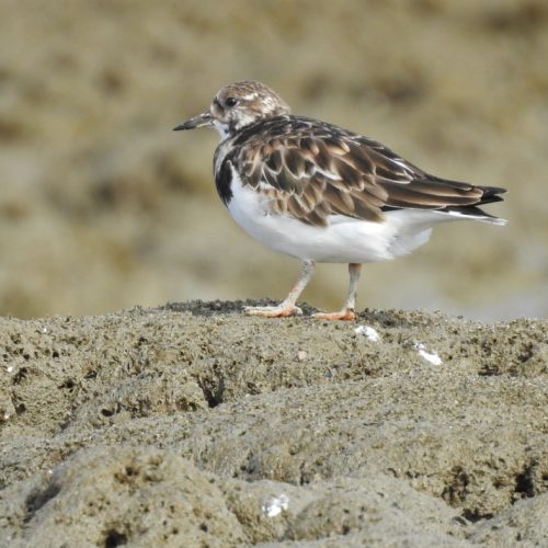 Arenaria interpres_Ruddy Turnstone_Trinil Pembalik Batu