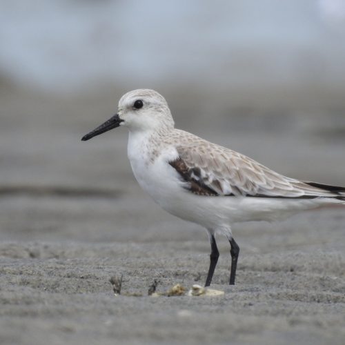 Calidris alba_Sanderling_Kedidi Putih