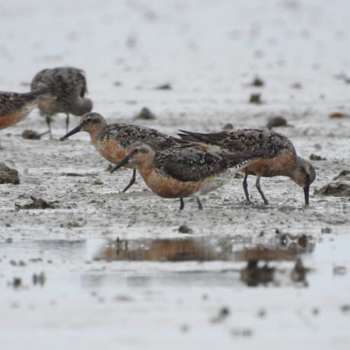 Calidris canutus_Red Knot_Kedidi Merah