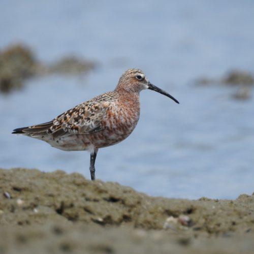 Calidris ferruginea_Curlew Sandpiper_Kedidi Golgol