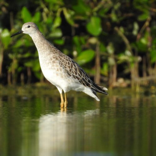 Calidris pugnax_Ruff_Trinil Rumbai