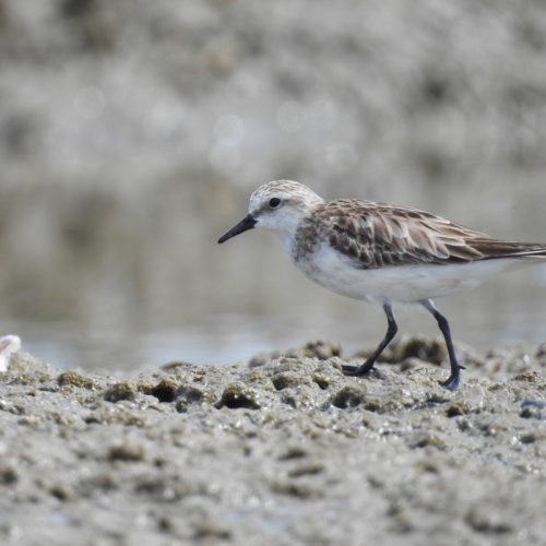 Calidris ruficollis_Red-necked Stint_Kedidi Leher-merah