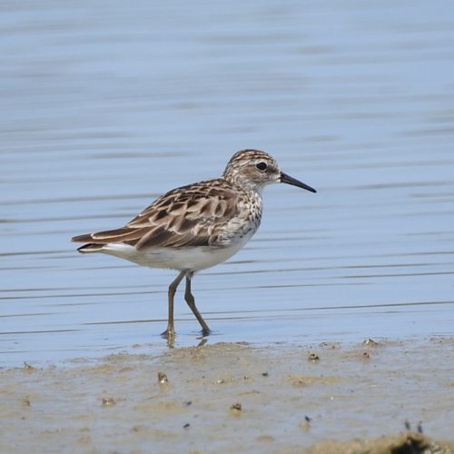 Calidris subminuta_Long-toed Stint_Kedidi Jari-panjang