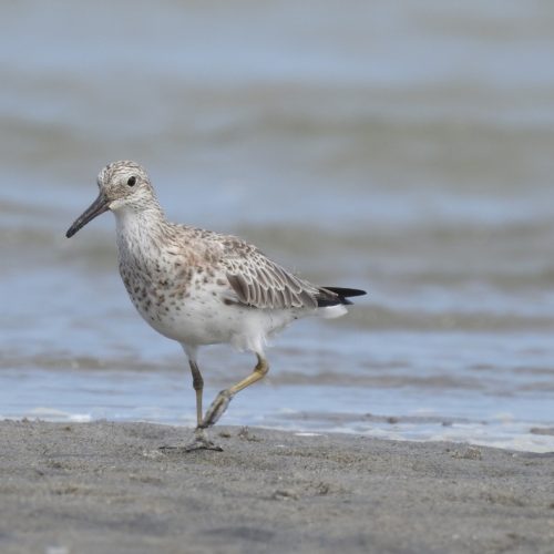 Calidris tenuirostris_Great Knot_Kedidi Besar