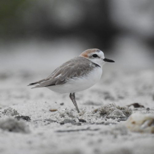 Charadrius alexandrinus_Kentish Plover_Cerek Tilil