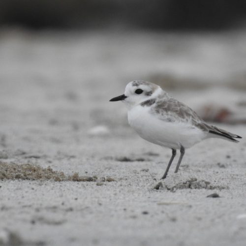 Charadrius dealbatus_White-faced Plover_Cerek Muka-putih