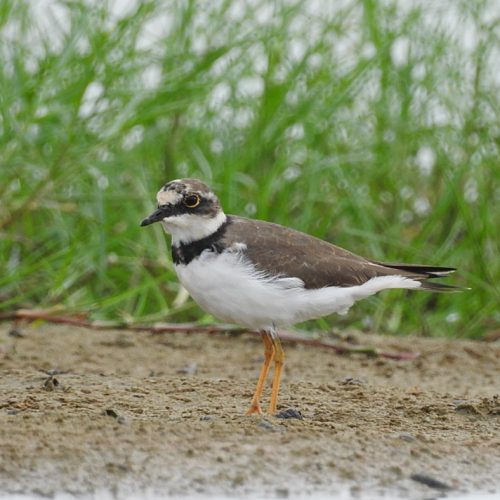 Charadrius dubius_Little-ringed Plover_Cerek Kalung-kecil