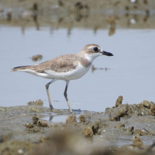 Charadrius leschenaultii_Greater Sandplover_Cerek-pasir Besar