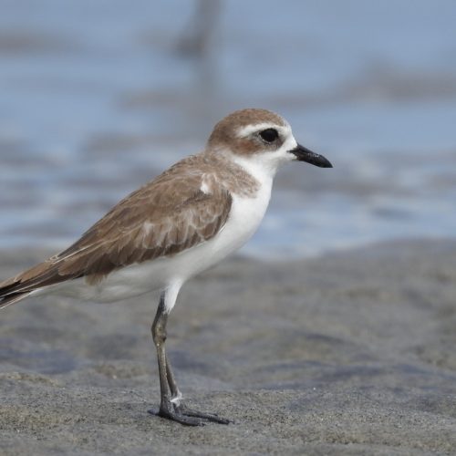 Charadrius mongolus_Lesser Sandplover_Cerek-pasir Mongolia