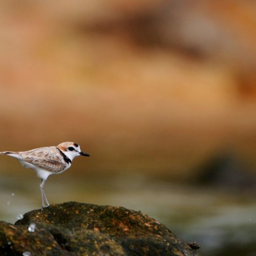 Charadrius peronii_Malaysian Plover_Cerek Melayu