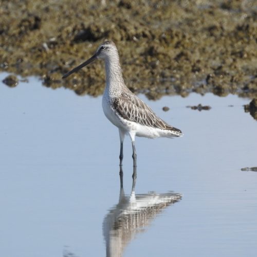 Limnodromus semipalmatus_Asian Dowitcher_Trinil-lumpur Asia