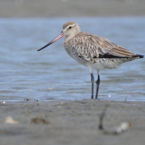 Limosa lapponica_Bar-tailed Godwit_Biru-laut Ekor-blorok