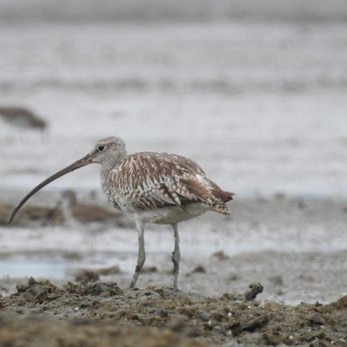 Numenius arquata_Eurasian Curlew_Gajahan Erasia