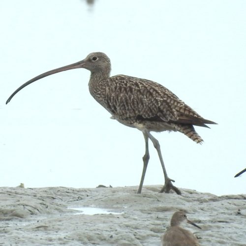 Numenius madagascariensis_Far-eastern Curlew_Gajahan Timur