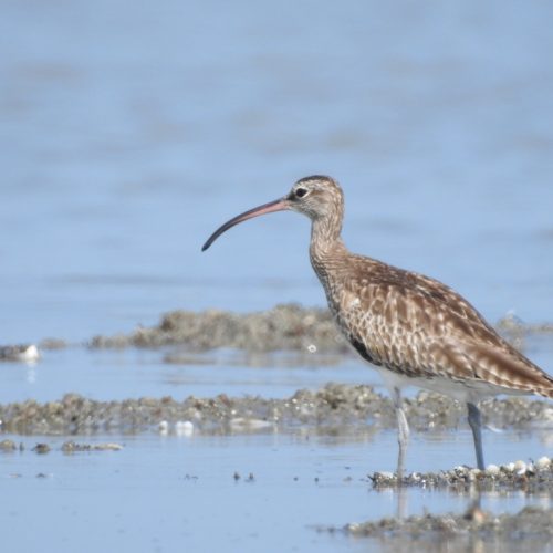 Numenius phaeopus_Eurasian Whimbrel_Gajahan Pengala