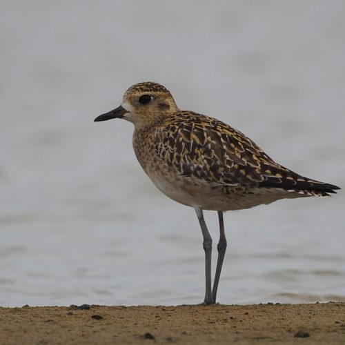 Pluvialis fulva_Pacific Golden Plover_Cerek Kernyut