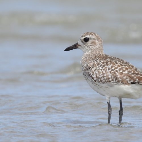 Pluvialis squatarola_Grey Plover_Cerek Besar