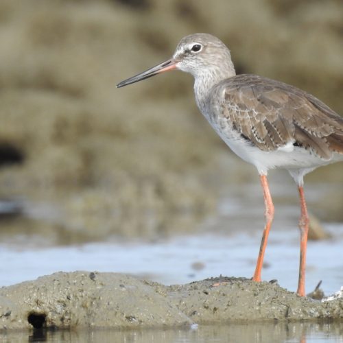 Tringa Totanus_Common Redshank_Trinil Kaki-merah