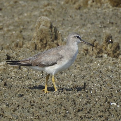 Tringa brevipes_Grey-tailed Tattler_Trinil Ekor-kelabu