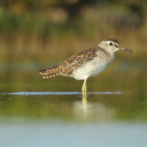 Tringa glareola_Wood Sandpiper_Trinil Semak