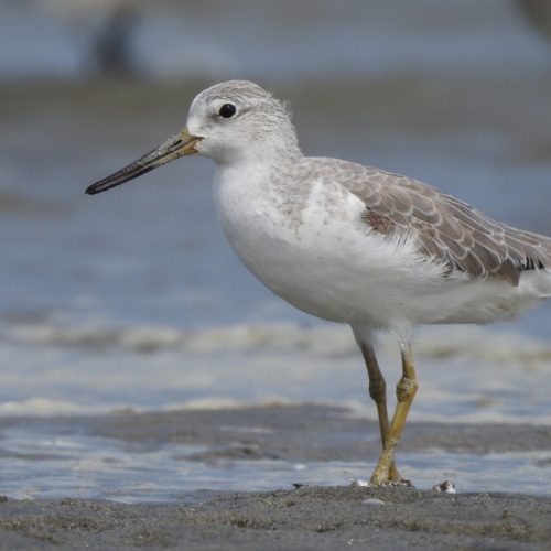 Tringa guttifer_Nordmann_s Greenshank_Trinil Nordmann