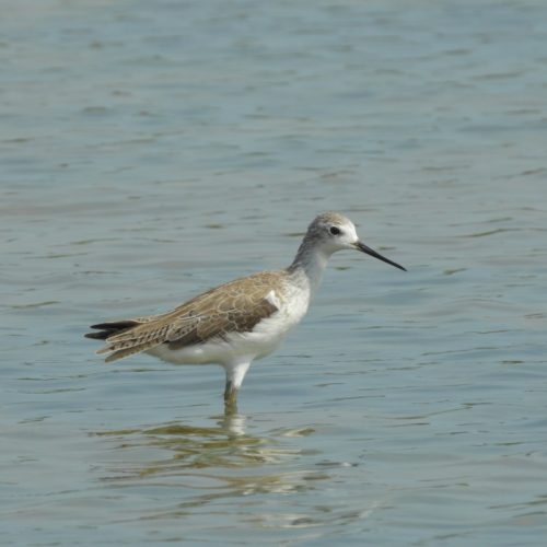 Tringa stagnatilis_Marsh Sandpiper_Trinil Rawa