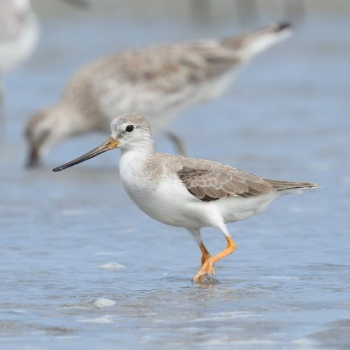 Xenus cinereus_Terek Sandpiper_Trinil Bedaran